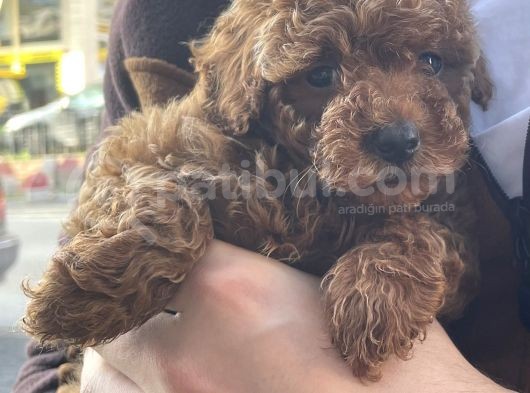 3 Aylık Dişi Orijinal Red Brown Toy Poodle görsel