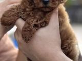 3 Aylık Dişi Orijinal Red Brown Toy Poodle