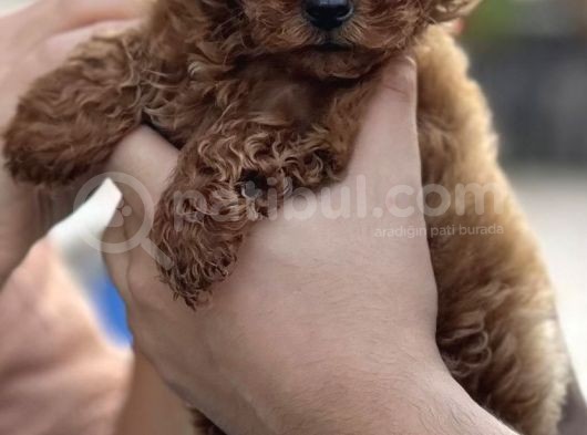 3 Aylık Dişi Orijinal Red Brown Toy Poodle görsel