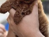3 Aylık Dişi Orijinal Red Brown Toy poodle