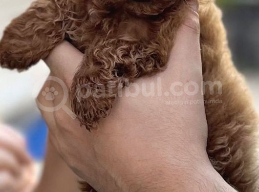 3 Aylık Dişi Orijinal Red Brown Toy Poodle