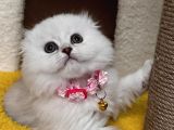 Muhteşem Güzellik Dişi Scottish Longhair Bebemiz