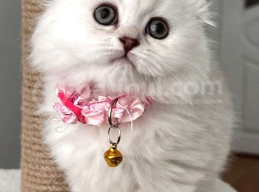 Muhteşem Güzellik Dişi Scottish Longhair Bebemiz görsel