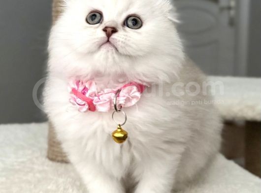 Yok Böyle Güzellik Dişi Pofuduk Boncuk Kızımız görsel