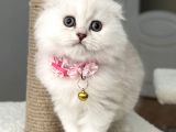 Muhteşem Güzellik Dişi Scottish Longhair Bebemiz