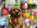 Çok Sevimli Çok Tatlı Toy Poodle Bebeklerimiz