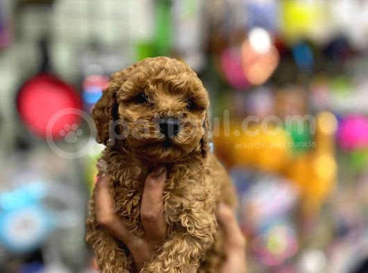 Çok Sevimli Çok Tatlı Toy Poodle Bebeklerimiz görsel