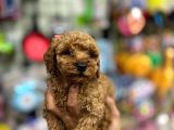 Çok Sevimli Çok Tatlı Toy Poodle Bebeklerimiz