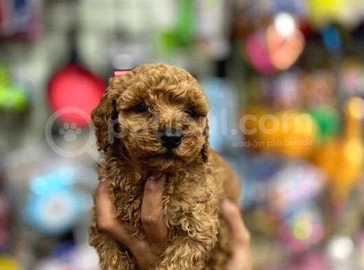 Çok Sevimli Çok Tatlı Toy Poodle Bebeklerimiz görsel