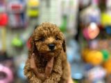 Çok Sevimli Çok Tatlı Toy Poodle Bebeklerimiz