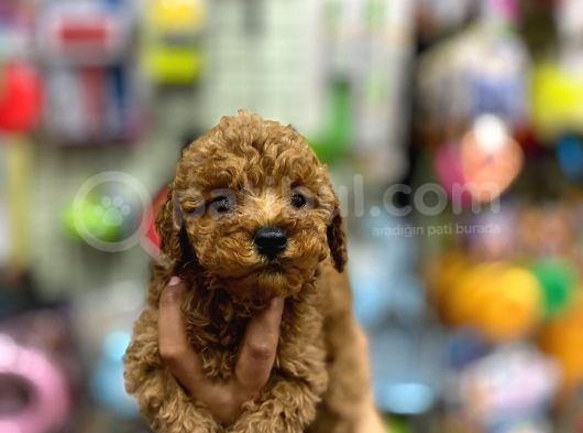 Çok Sevimli Çok Tatlı Toy Poodle Bebeklerimiz görsel