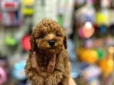 Çok Sevimli Çok Tatlı Toy Poodle Bebeklerimiz
