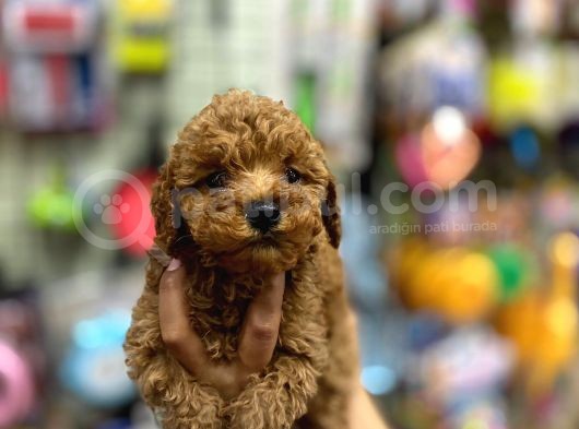 Çok Sevimli Çok Tatlı Toy Poodle Bebeklerimiz