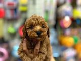 Çok Sevimli Çok Tatlı Toy Poodle Bebeklerimiz