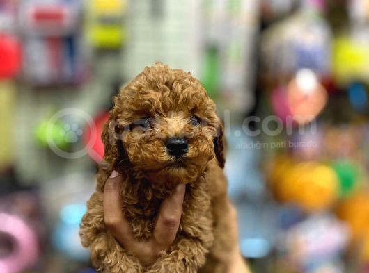 Çok Sevimli Çok Tatlı Toy Poodle Bebeklerimiz görsel