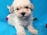 Toy Poodle Di̇şi̇ Çok Özel Bi̇r Yavru