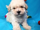 Toy Poodle Di̇şi̇ Çok Özel Bi̇r Yavru