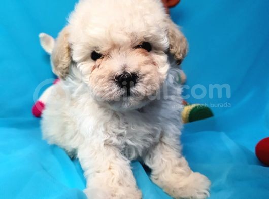 Toy Poodle Di̇şi̇ Çok Özel Bi̇r Yavru görsel