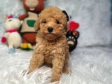 Di̇şi̇ Ve Erkek Safkan Toy Poodle Bebekler