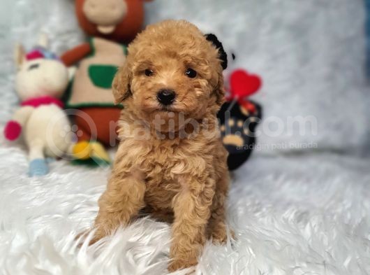 Di̇şi̇ Ve Erkek Safkan Toy Poodle Bebekler görsel