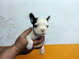 French Buldog Yavrular