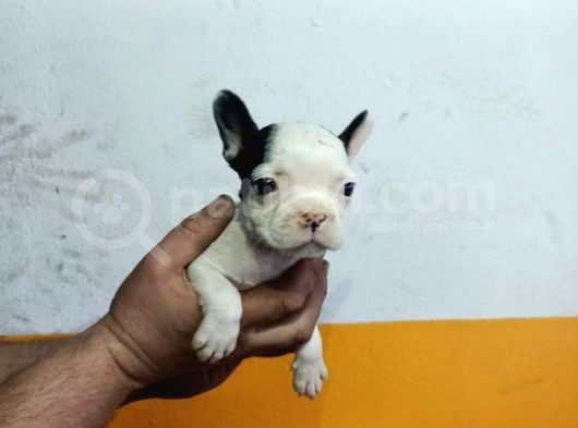 French Buldog Yavrular görsel