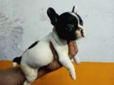 French Buldog Yavrular