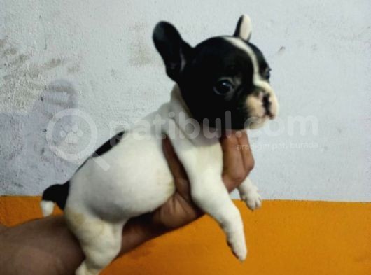 French Buldog Yavrular görsel