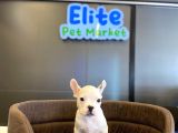 Beyaz french bulldog yavru