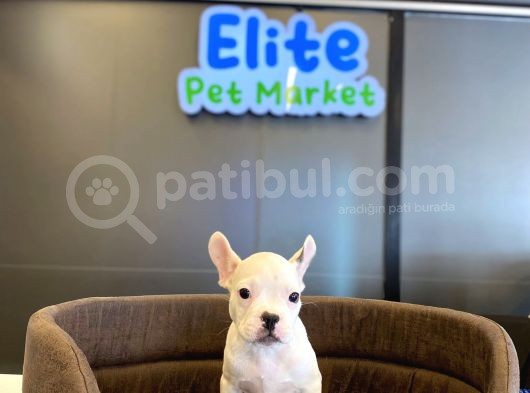 Beyaz French Bulldog Yavru