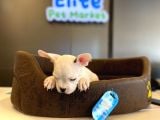 Beyaz French Bulldog Yavru