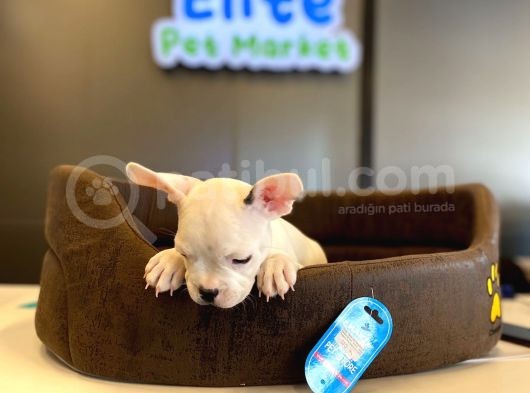 Beyaz French Bulldog Yavru görsel
