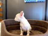 Beyaz French Bulldog Yavru