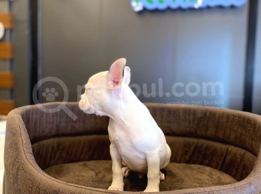 Beyaz French Bulldog Yavru görsel