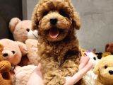 Toypoodle ailele için uygun