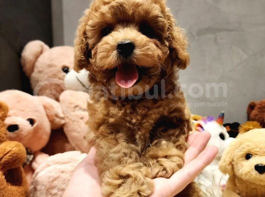 Toypoodle Ailele Için Uygun