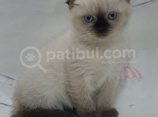 Güzeller Güzeli Dişi Ve Erkek Scottish Fold Blue Point Yavrular