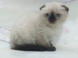 Güzeller Güzeli Dişi Ve Erkek Scottish Fold Blue Point Yavrular