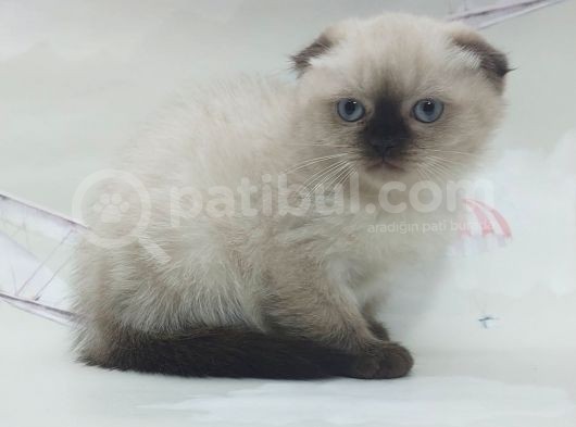 Güzeller Güzeli Dişi Ve Erkek Scottish Fold Blue Point Yavrular görsel