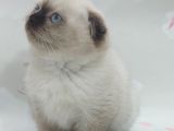 Güzeller Güzeli Dişi Ve Erkek Scottish Fold Blue Point Yavrular
