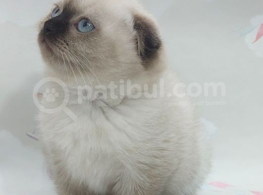 Güzeller Güzeli Dişi Ve Erkek Scottish Fold Blue Point Yavrular görsel