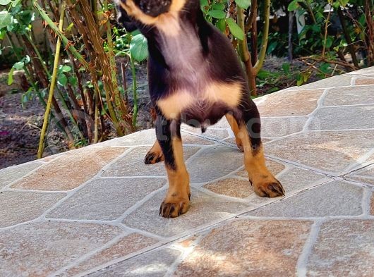 Mi̇ni̇ Boy Şi̇vava görsel