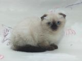 Güzeller Güzeli Dişi Ve Erkek Scottish Fold Blue Point Yavrular