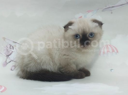 Güzeller Güzeli Dişi Ve Erkek Scottish Fold Blue Point Yavrular görsel