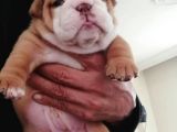 Üst Düzey İngi̇li̇z Buldog Yavrular