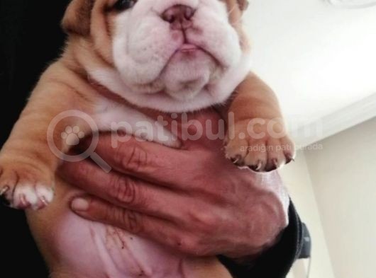 Üst Düzey İngi̇li̇z Buldog Yavrular görsel