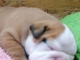ÜST DÜZEY İNGİLİZ BULDOG YAVRULAR