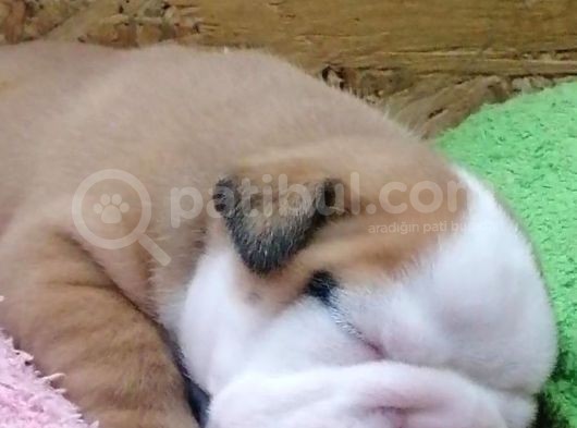 Üst Düzey İngi̇li̇z Buldog Yavrular