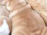Üst Düzey İngi̇li̇z Buldog Yavrular