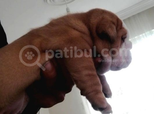 Üst Düzey İngi̇li̇z Buldog Yavrular görsel